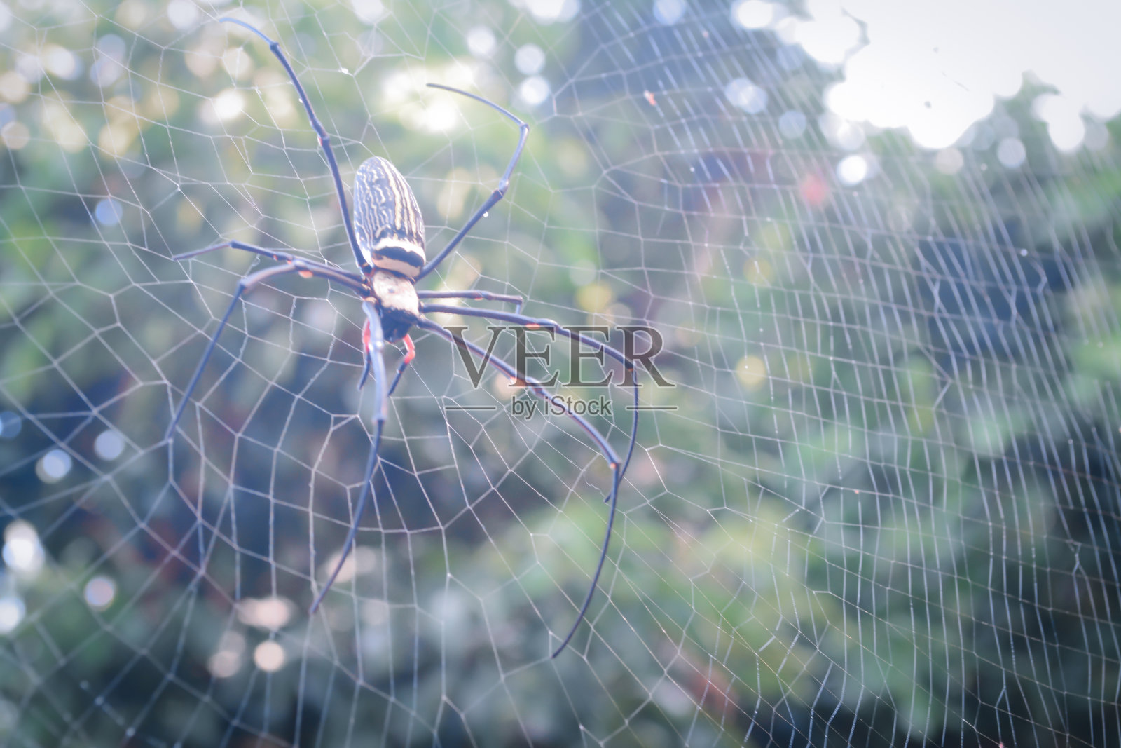 软焦金球织布蜘蛛照片摄影图片