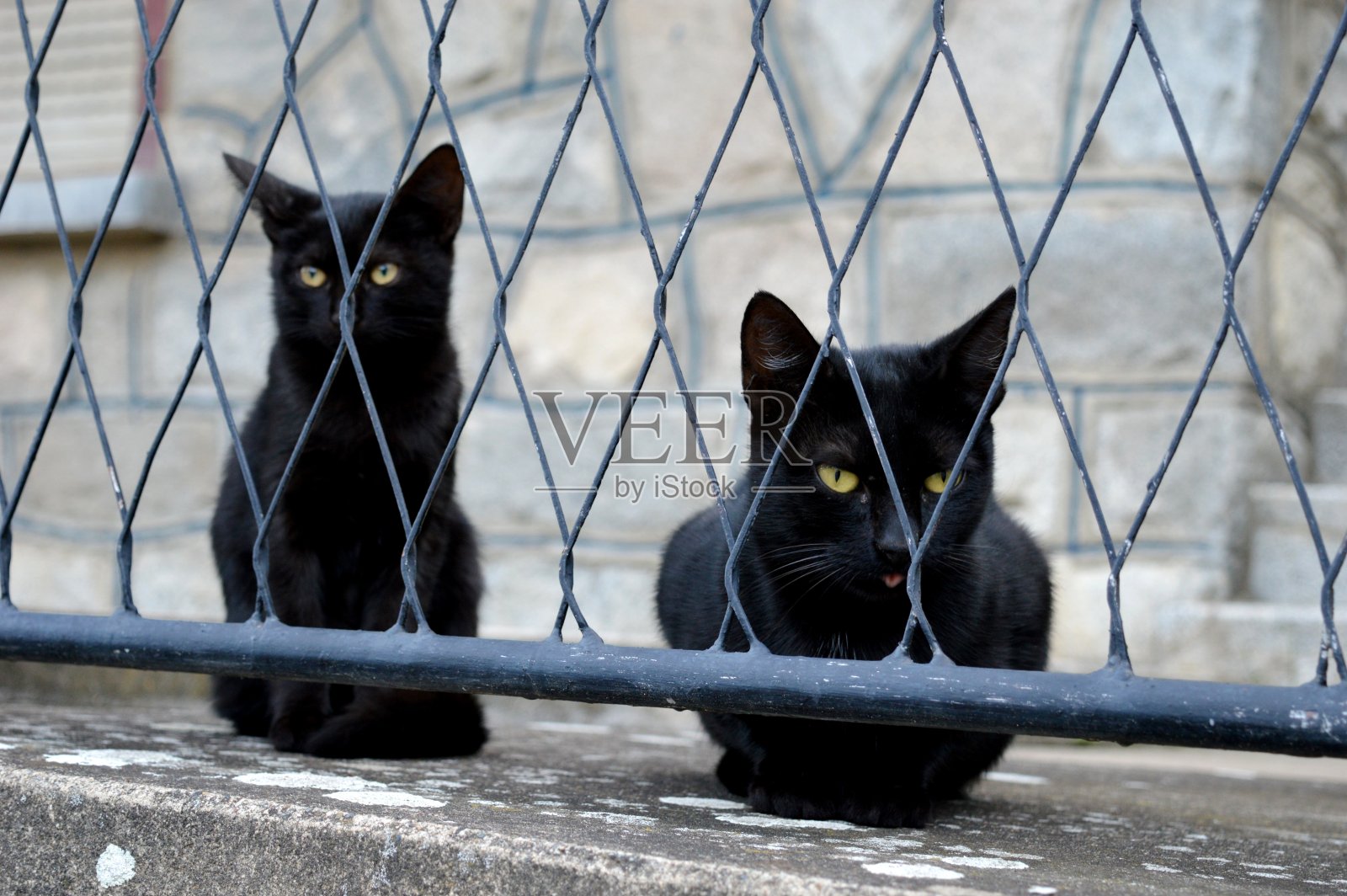 两个黑色的猫照片摄影图片