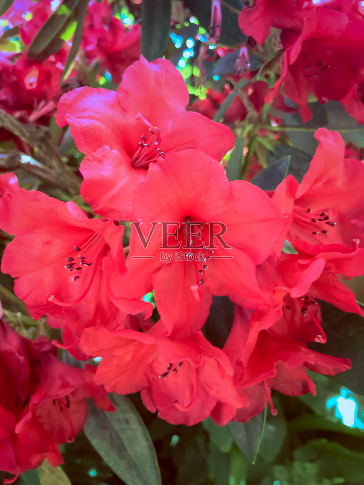 杜鹃照片摄影图片