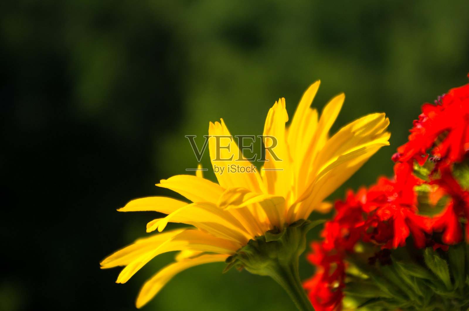 一束各种各样鲜艳的春花照片摄影图片