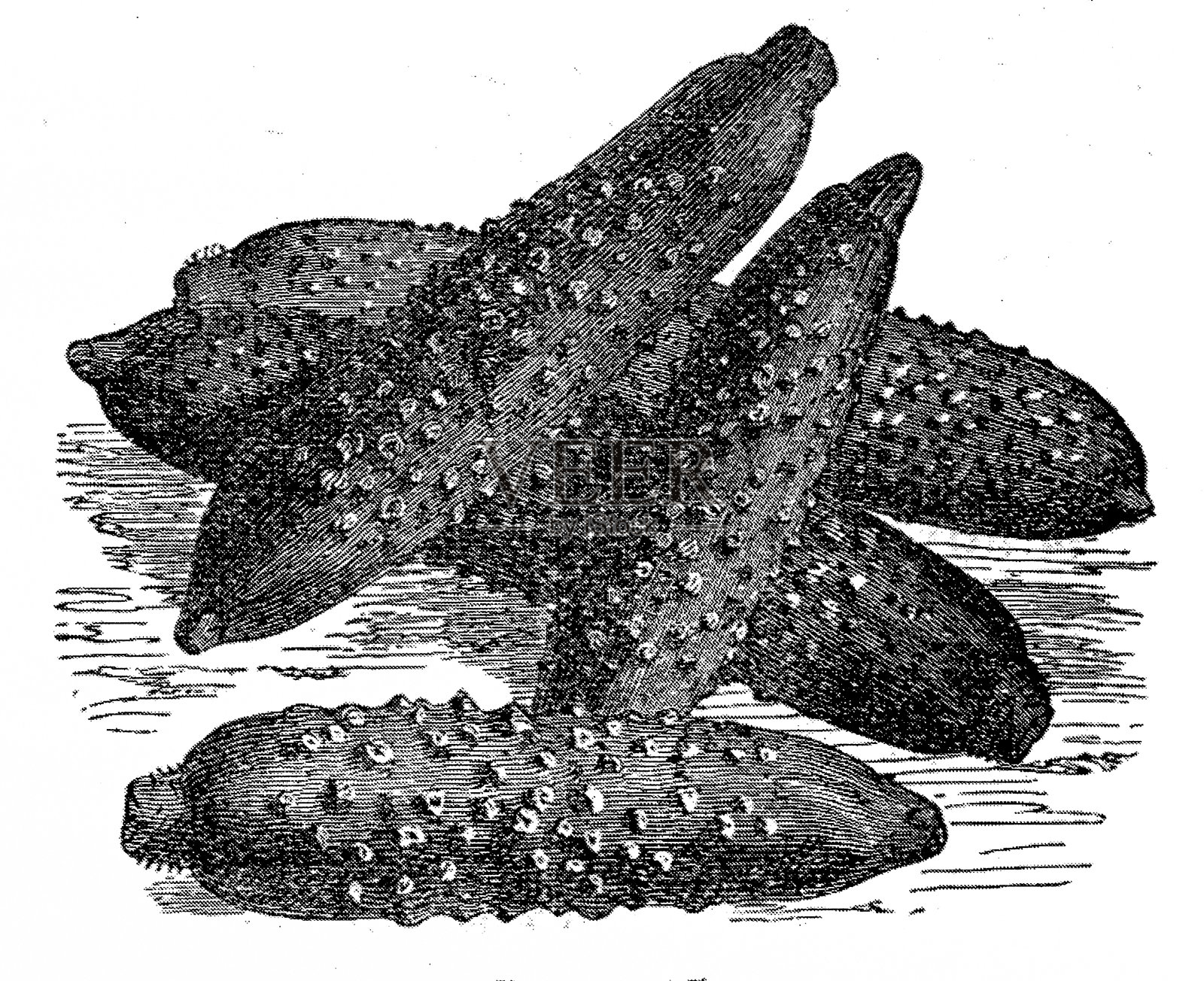 黄瓜(Cucumis巨大)插画图片素材