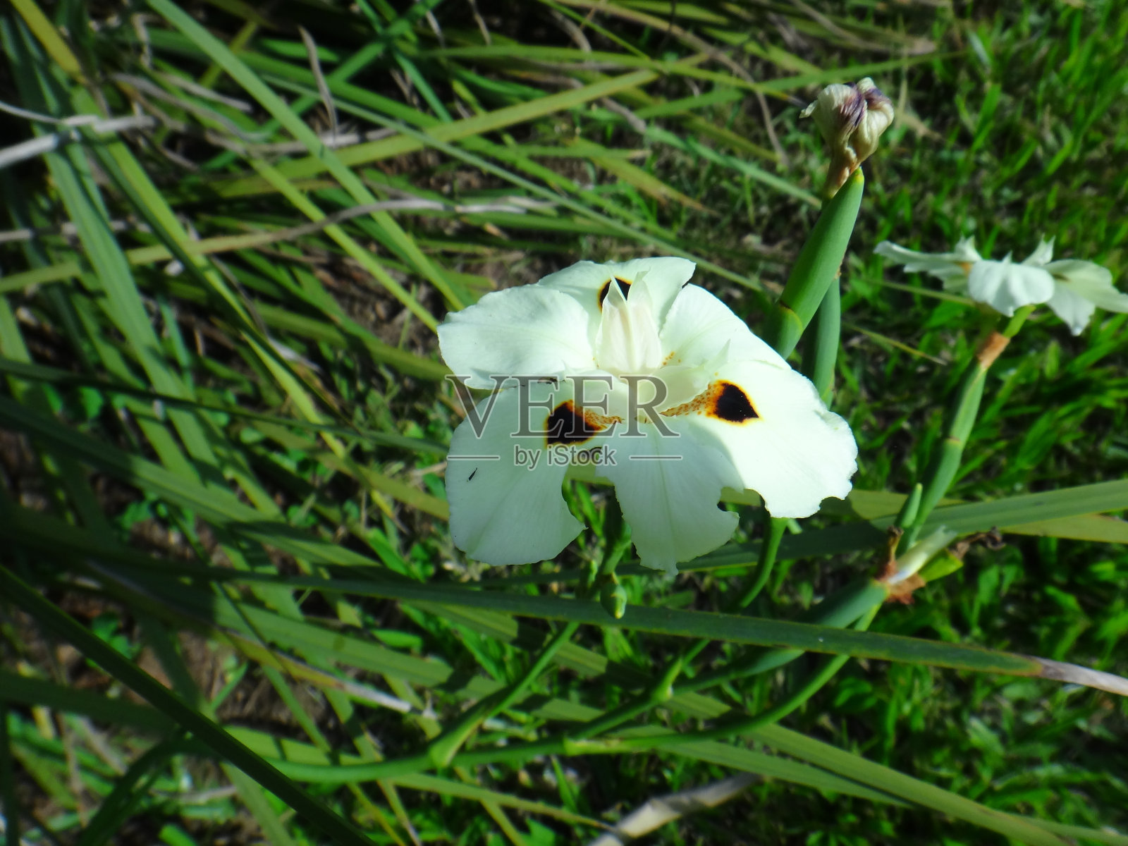 假虹膜花照片摄影图片