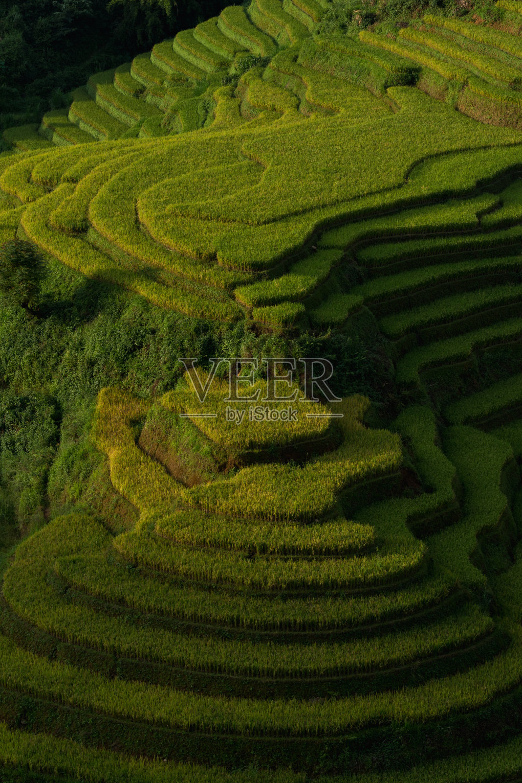 山谷梯田，木仓寨，颜白，越南照片摄影图片