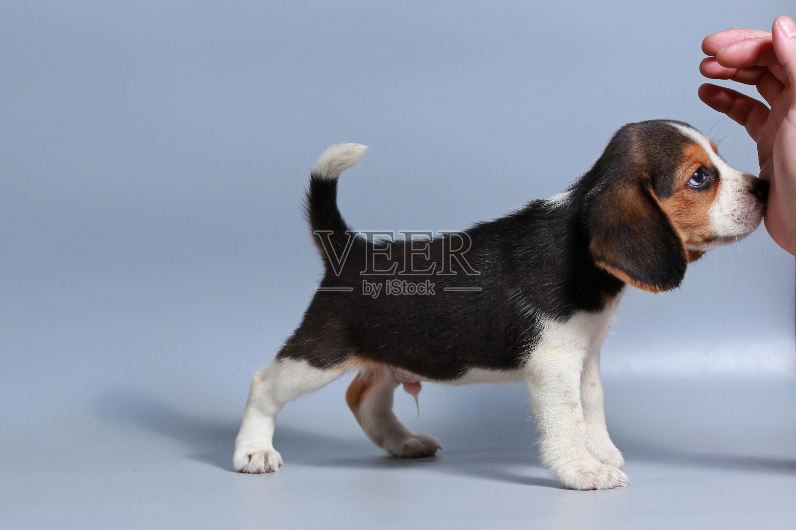 1个月纯种比格犬在灰色屏幕上照片摄影图片