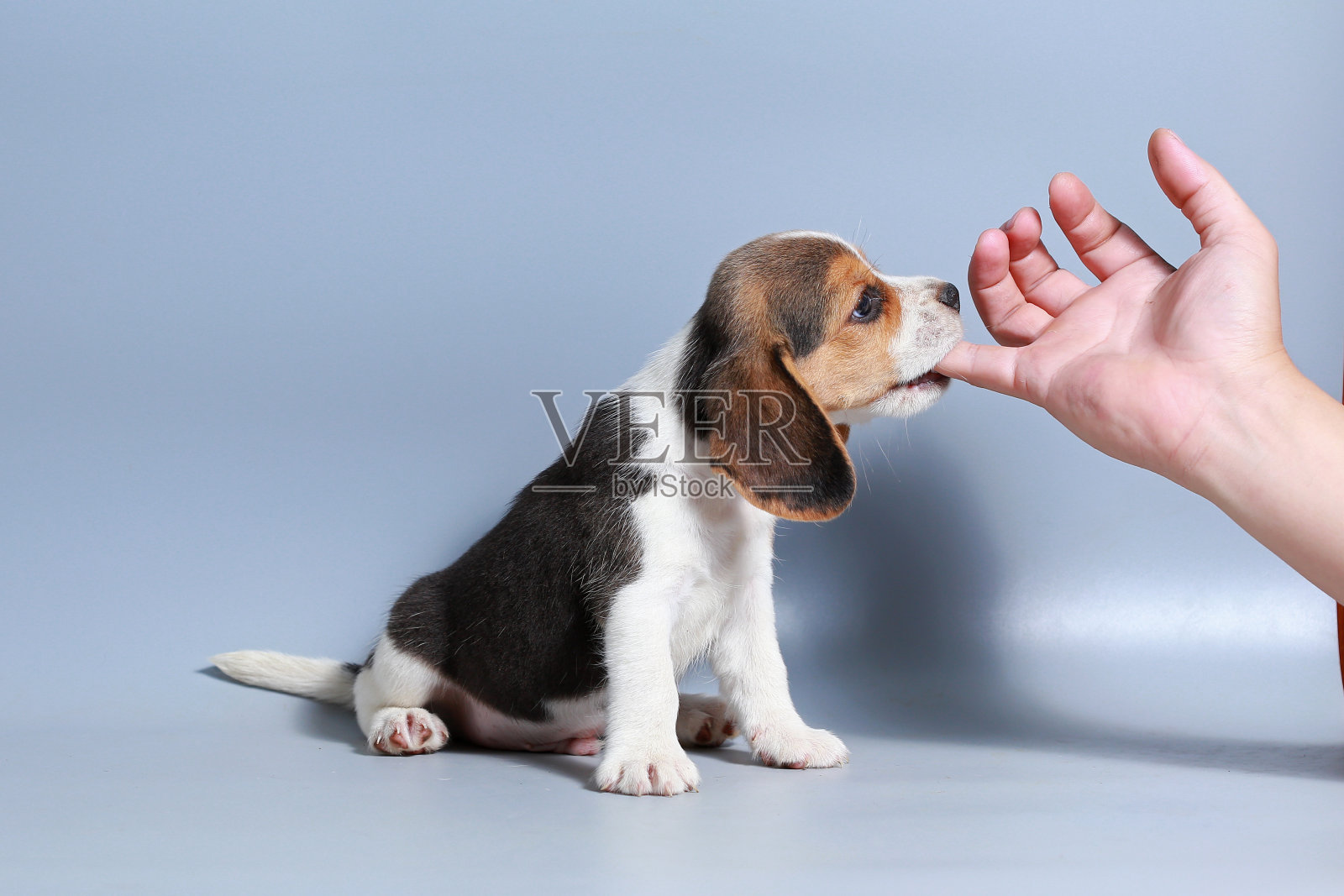 1个月纯种比格犬在灰色屏幕上照片摄影图片