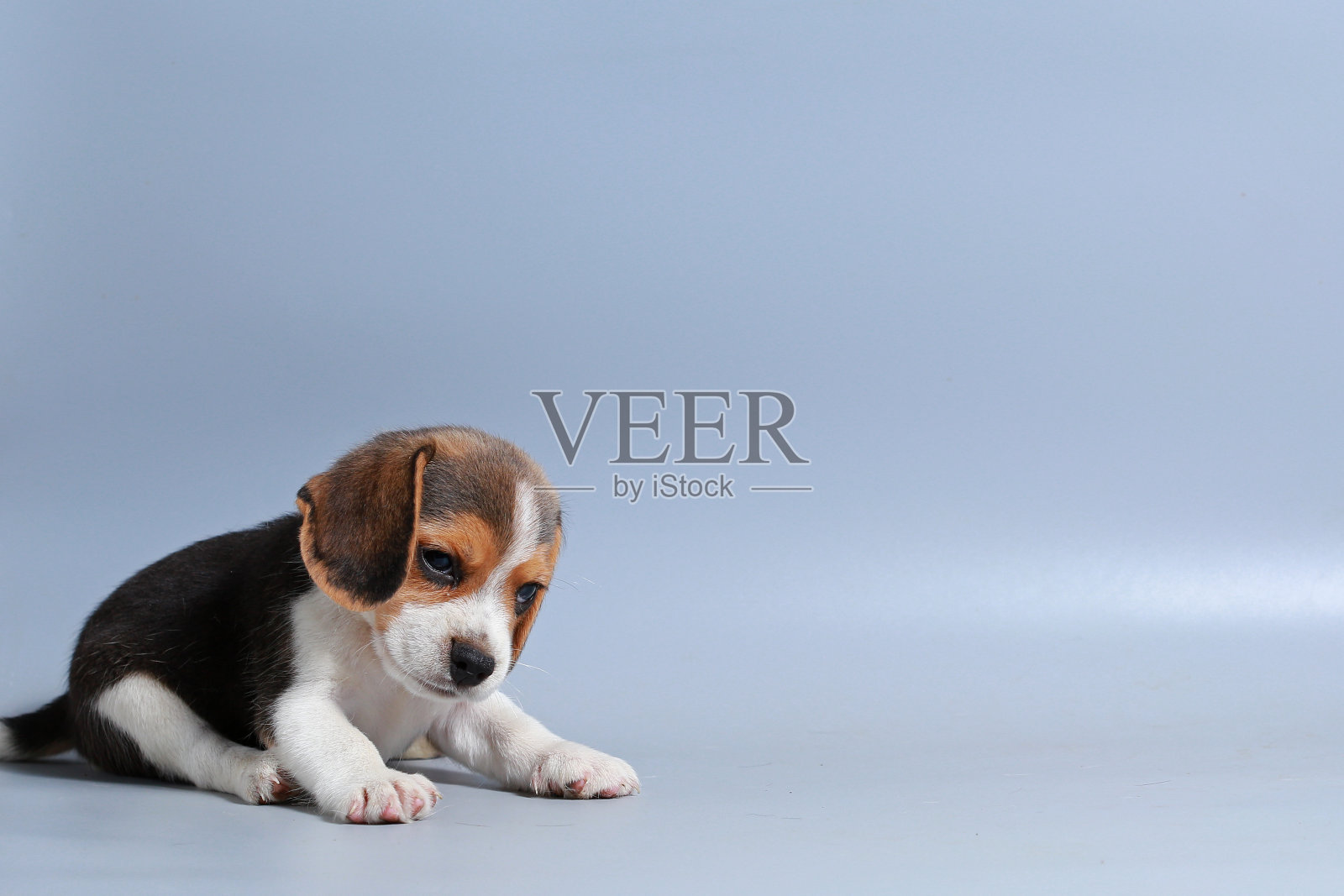 1个月纯种比格犬在灰色屏幕上照片摄影图片