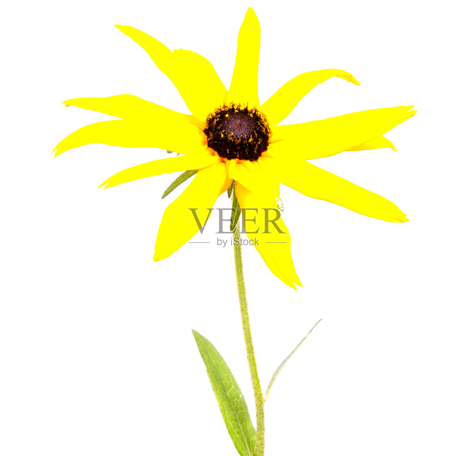 美丽的雏菊花孤立在背景上照片摄影图片