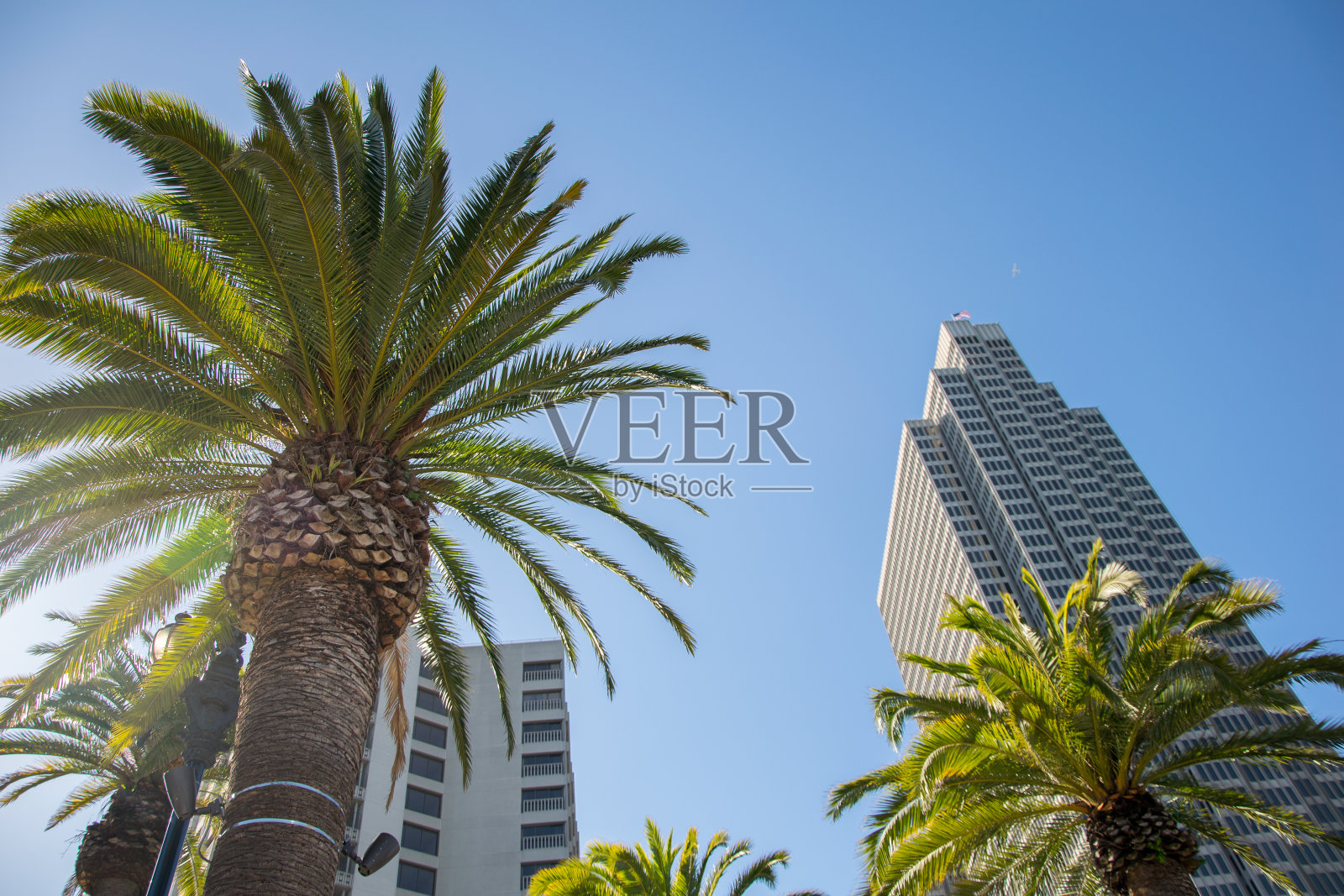 棕榈树-抬头看照片摄影图片