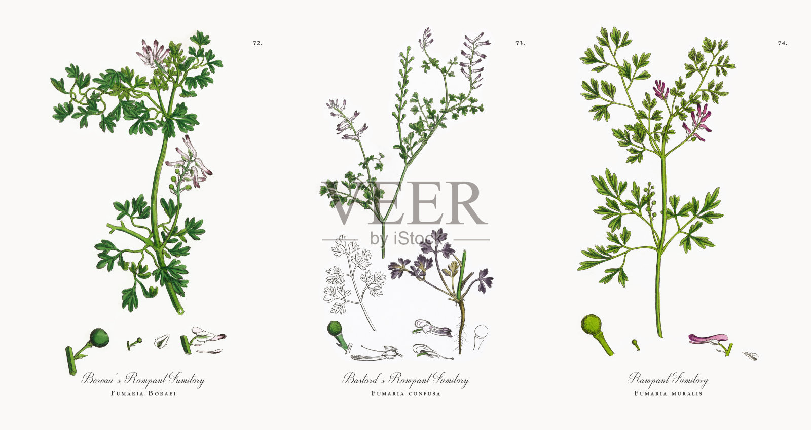 Boreau的猖獗的Fumitory, Fumaria Boraei，维多利亚植物插图，1863年设计元素图片