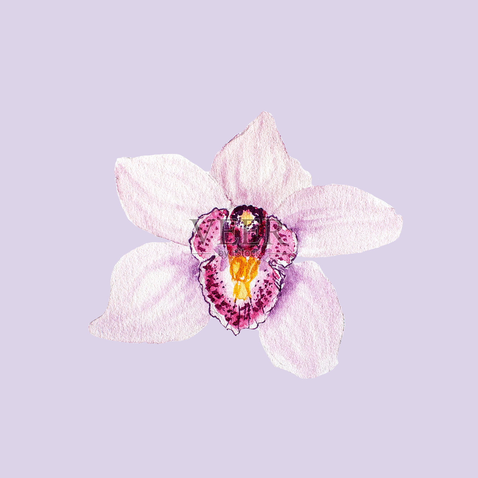 植物水彩插图素描粉红色的热带兰花花在丁香的背景插画图片素材