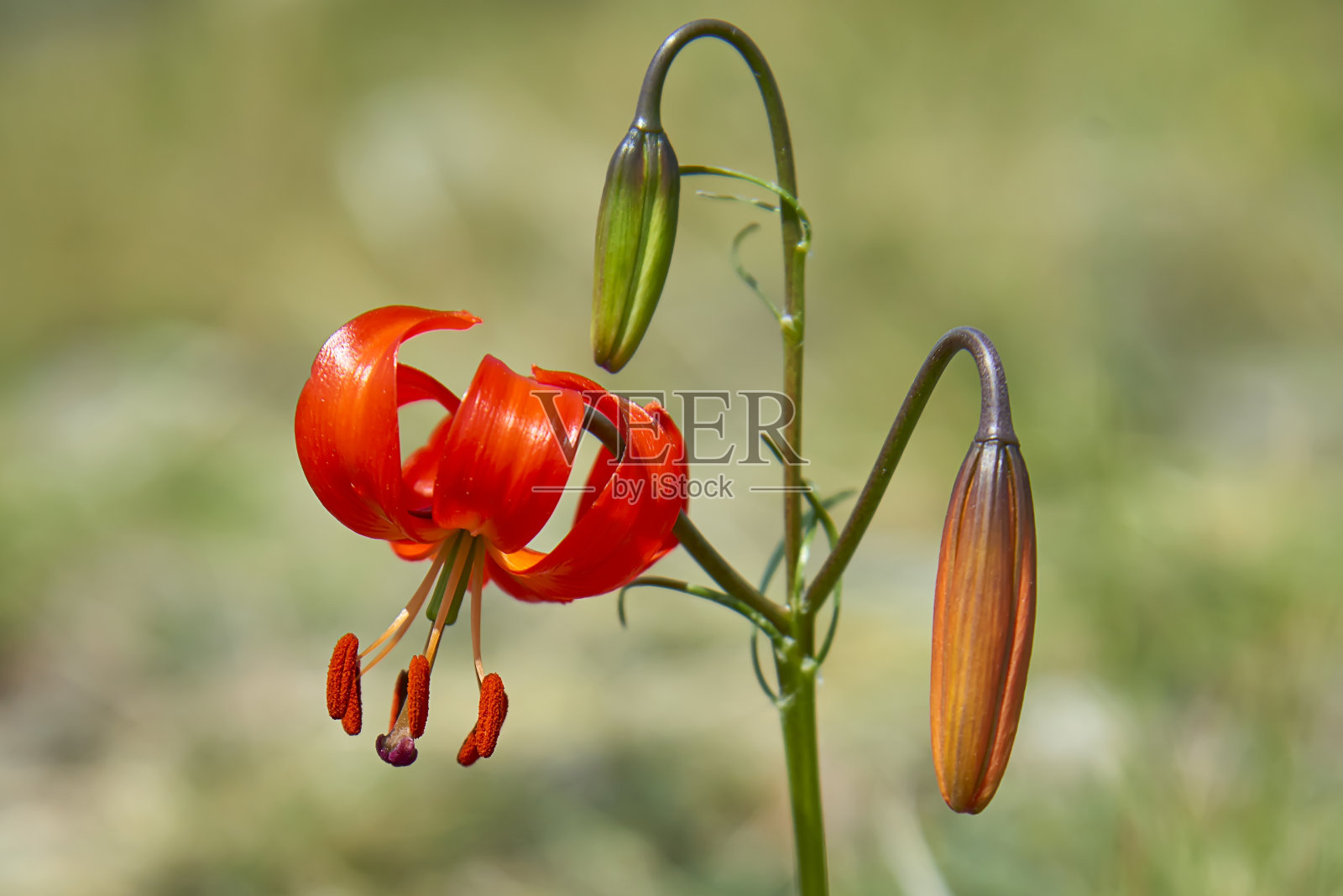 来自贝加尔湖的红色百合花照片摄影图片