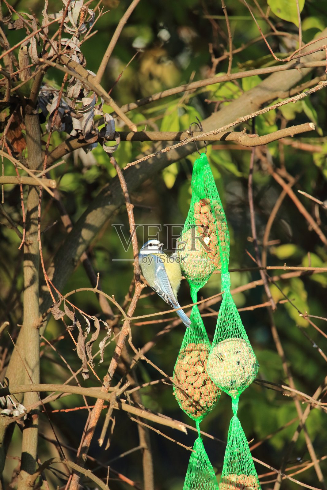 适量吃,照片摄影图片