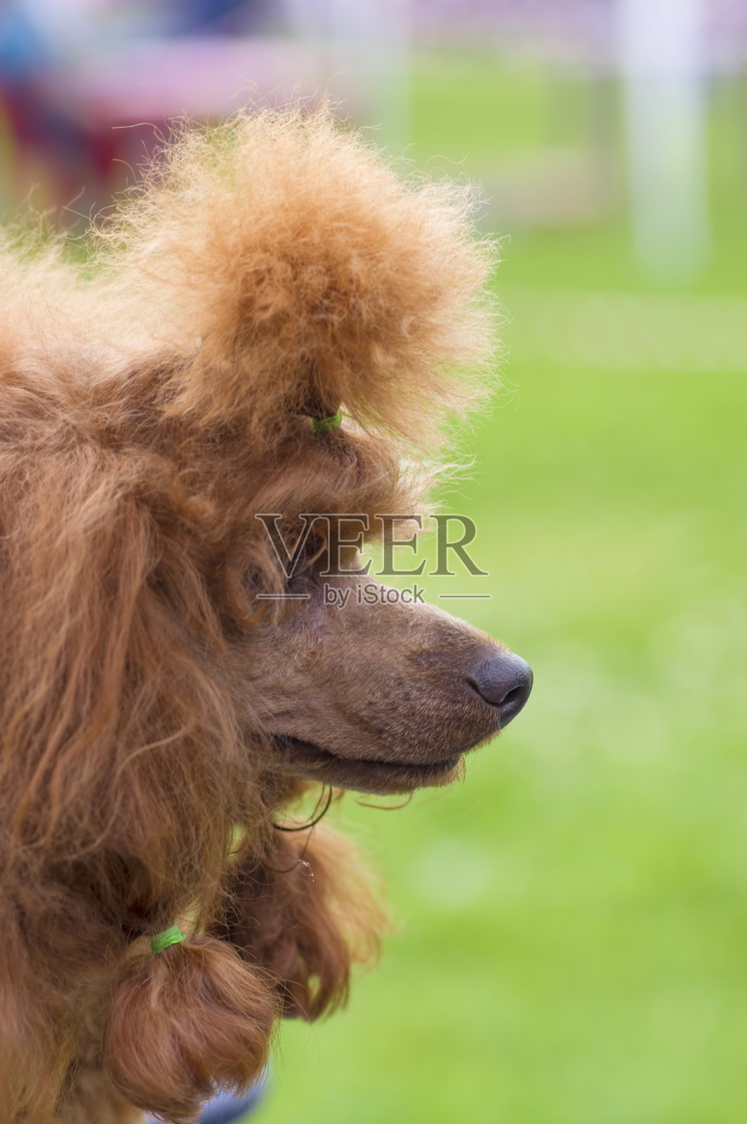 狗狮子狗特写照片摄影图片