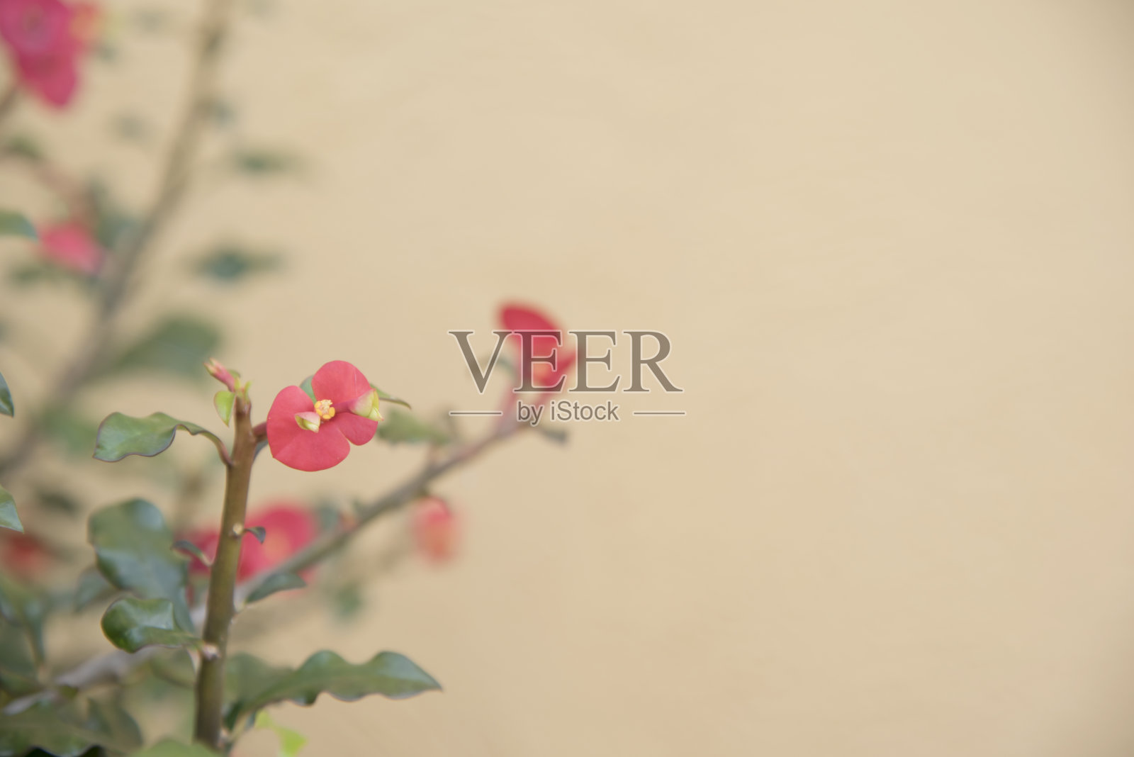 美丽的红花作为背景。照片摄影图片