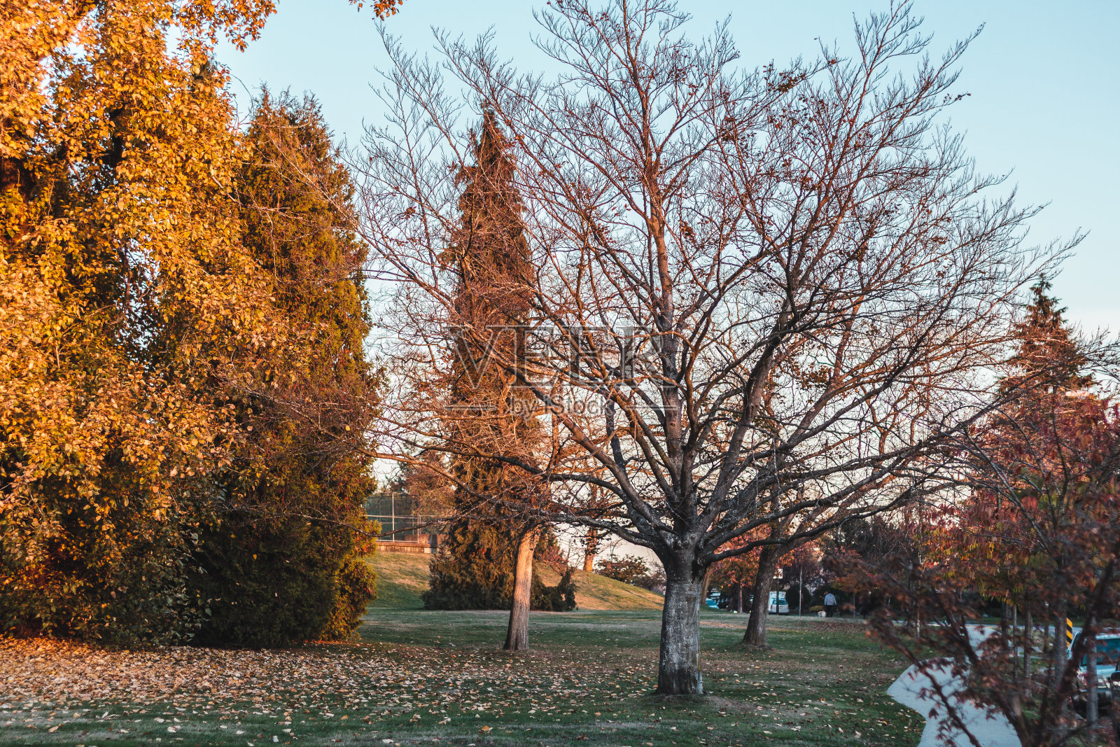 加拿大不列颠哥伦比亚省温哥华的伊丽莎白女王公园及周边照片摄影图片