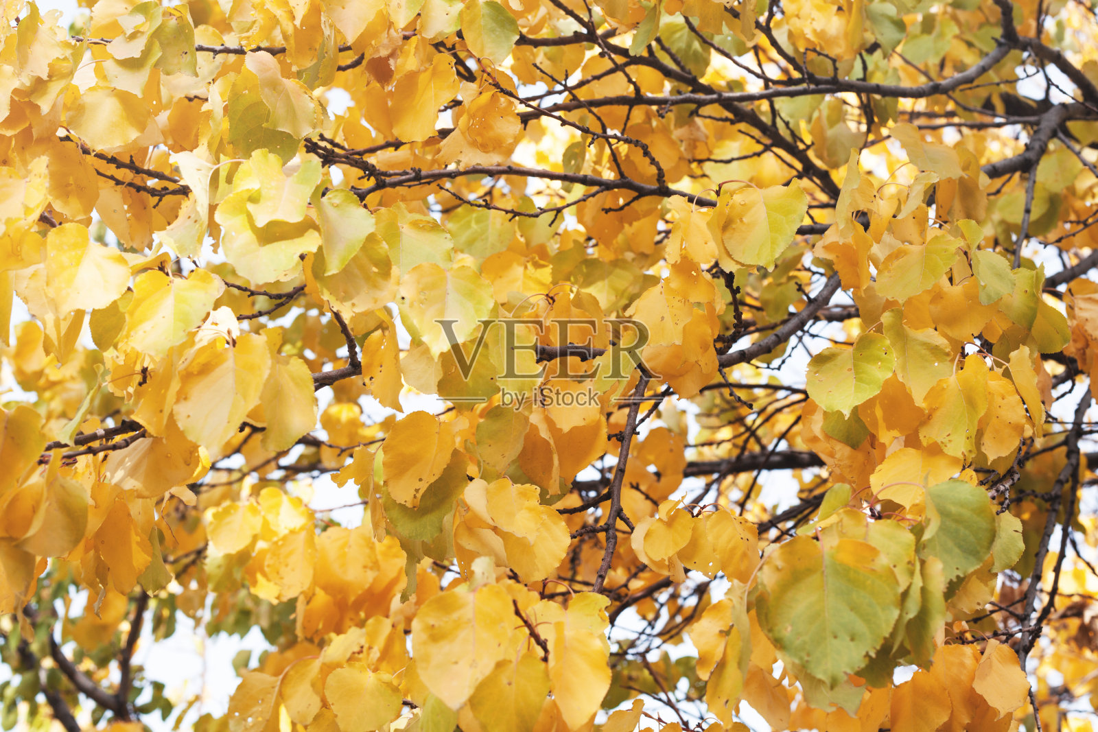 秋天的落叶照片摄影图片