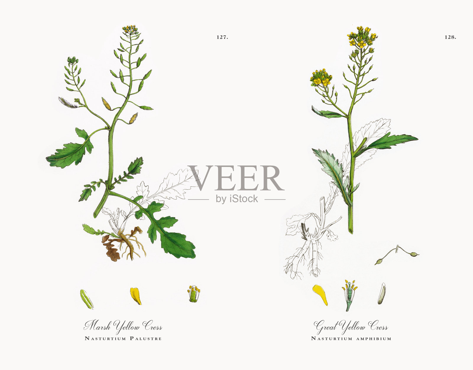 沼泽黄水芹，旱金莲，维多利亚植物学插图，1863年插画图片素材