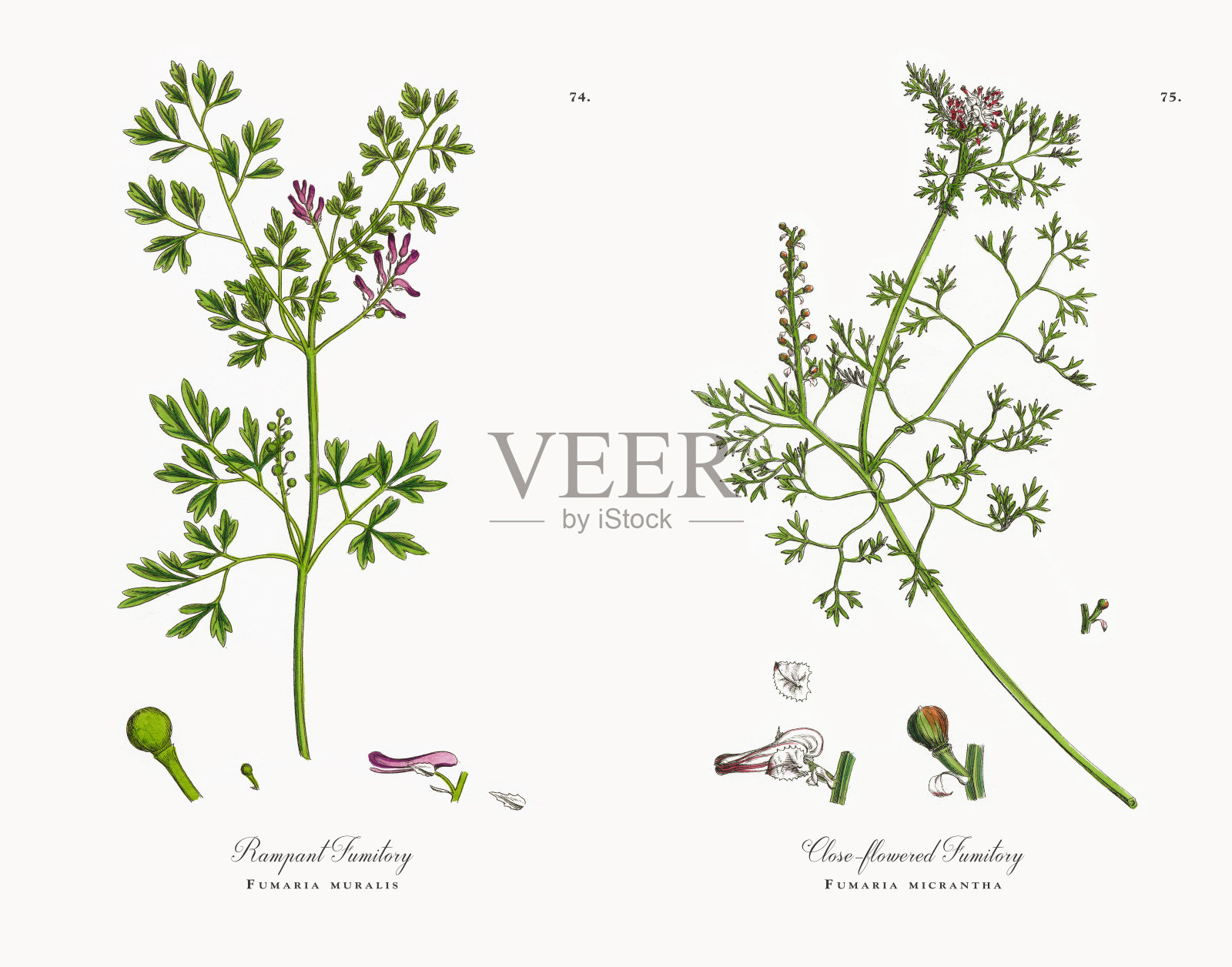 猖獗的Fumitory, Fumaria muralis，维多利亚植物学插图，1863年设计元素图片