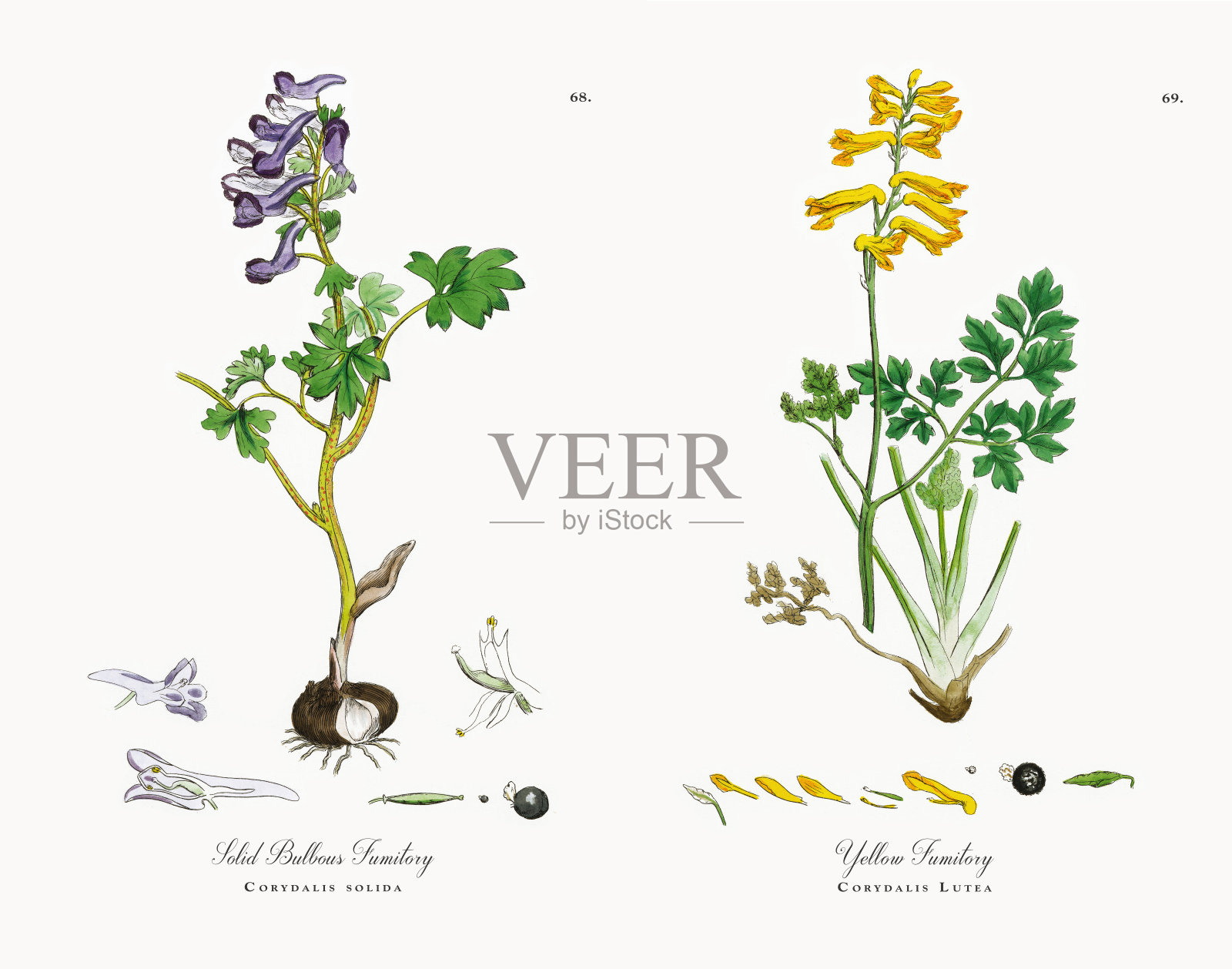 固体球根烟熏室，紫堇，维多利亚植物学插图，1863年设计元素图片