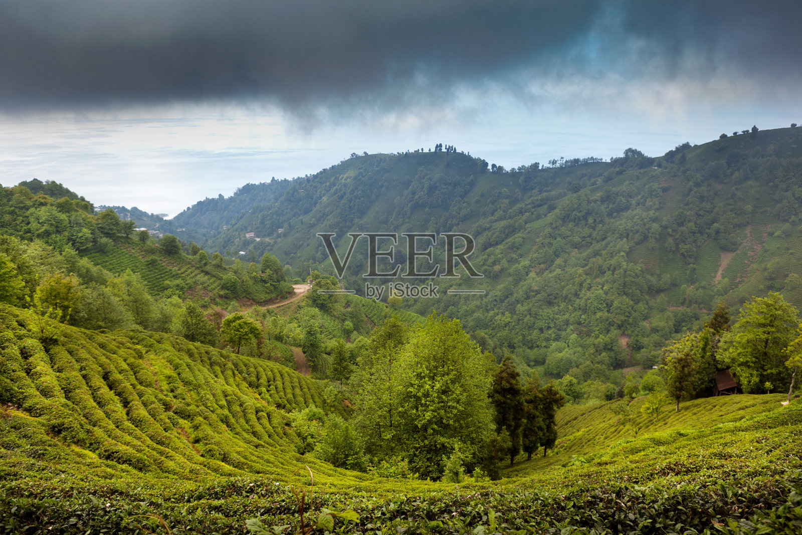 茶园照片摄影图片