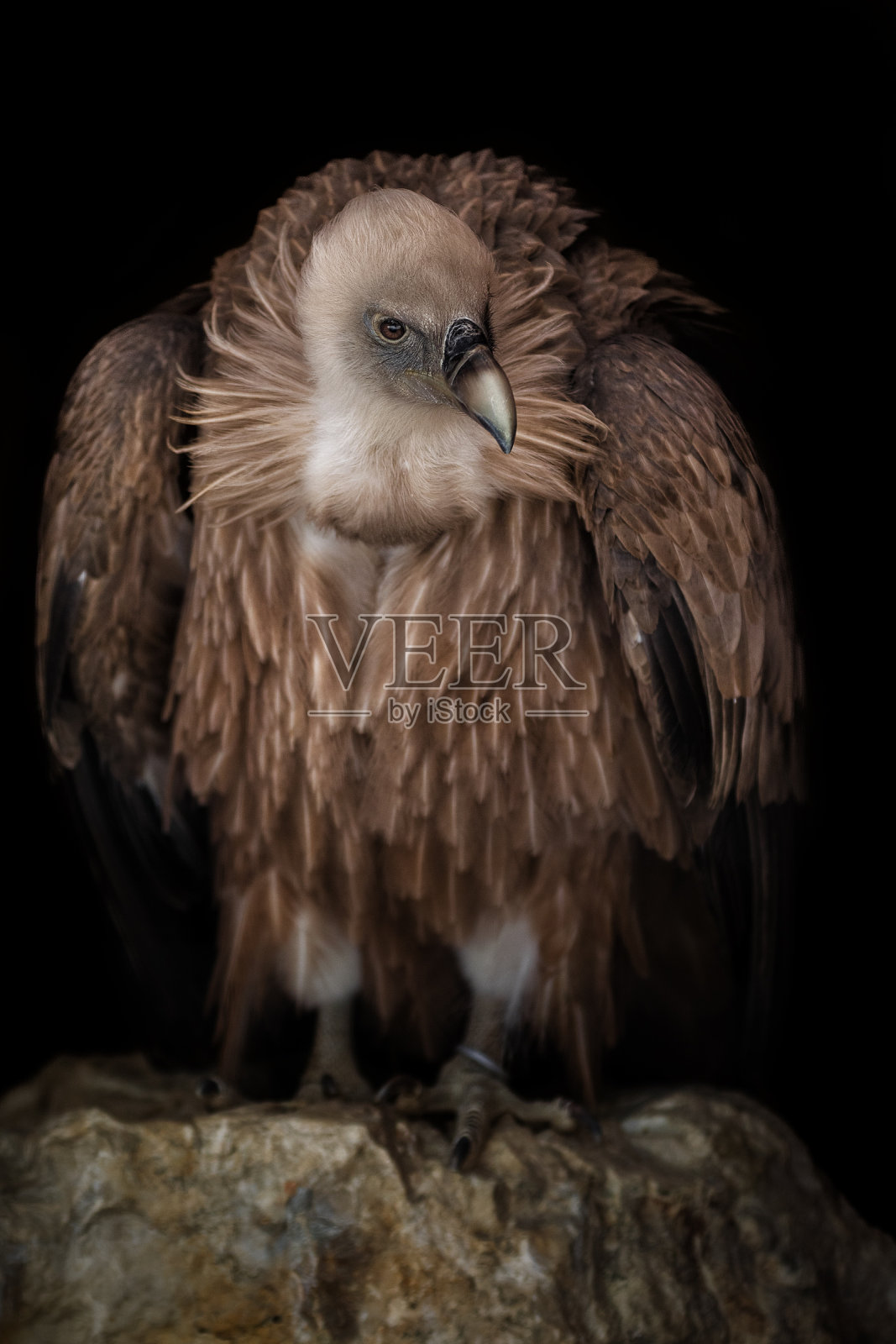 秃鹰照片摄影图片