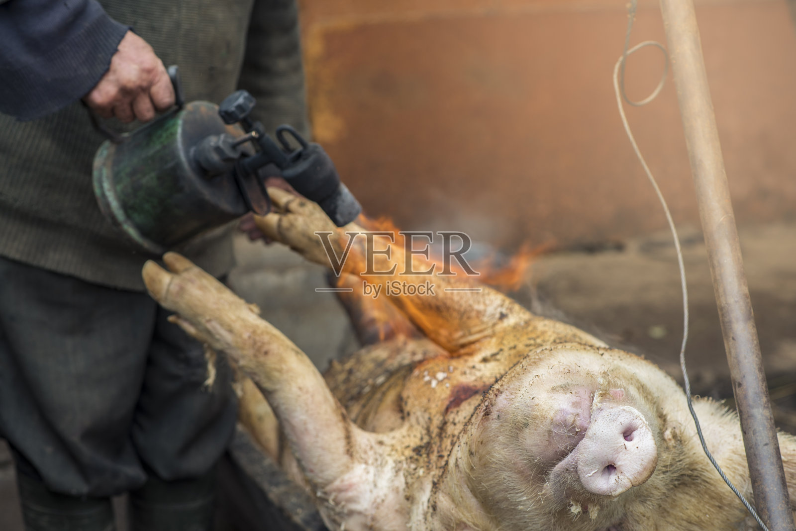 乌克兰，屠夫用喷灯处理屠宰的猪，去毛，准备切割照片摄影图片