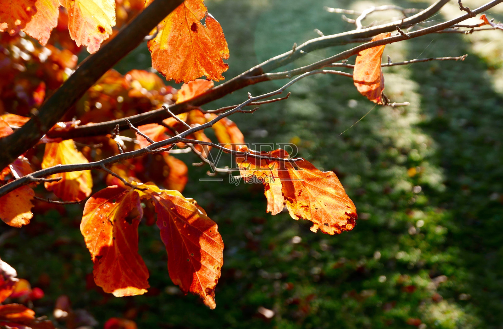 秋日的树叶、树枝和蜘蛛网被太阳照得背光照片摄影图片