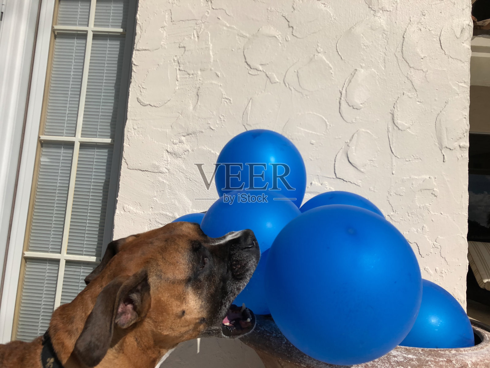 快乐的大狗玩气球照片摄影图片