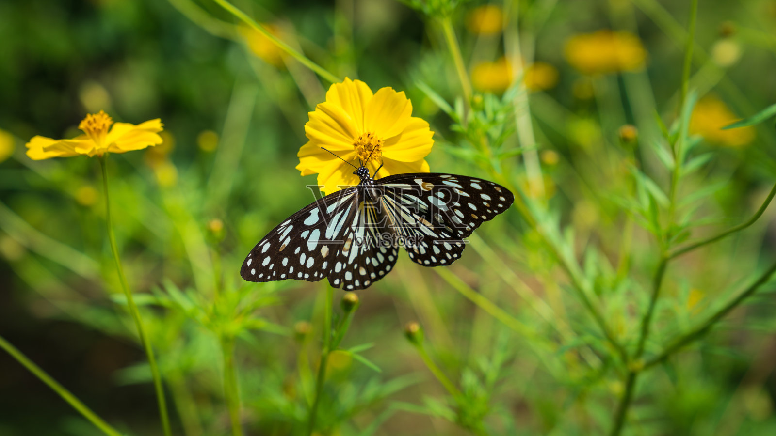 蓝虎蝴蝶张开翅膀照片摄影图片