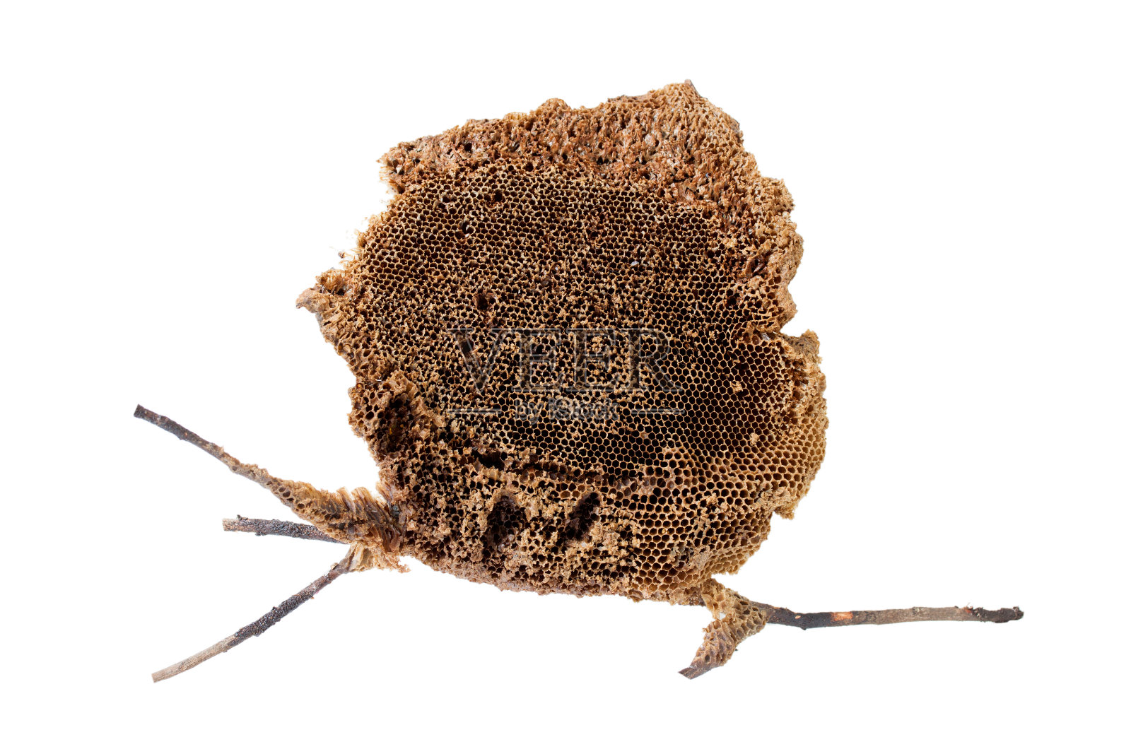 野生蜂箱，有分枝，孤立在白色背景上照片摄影图片