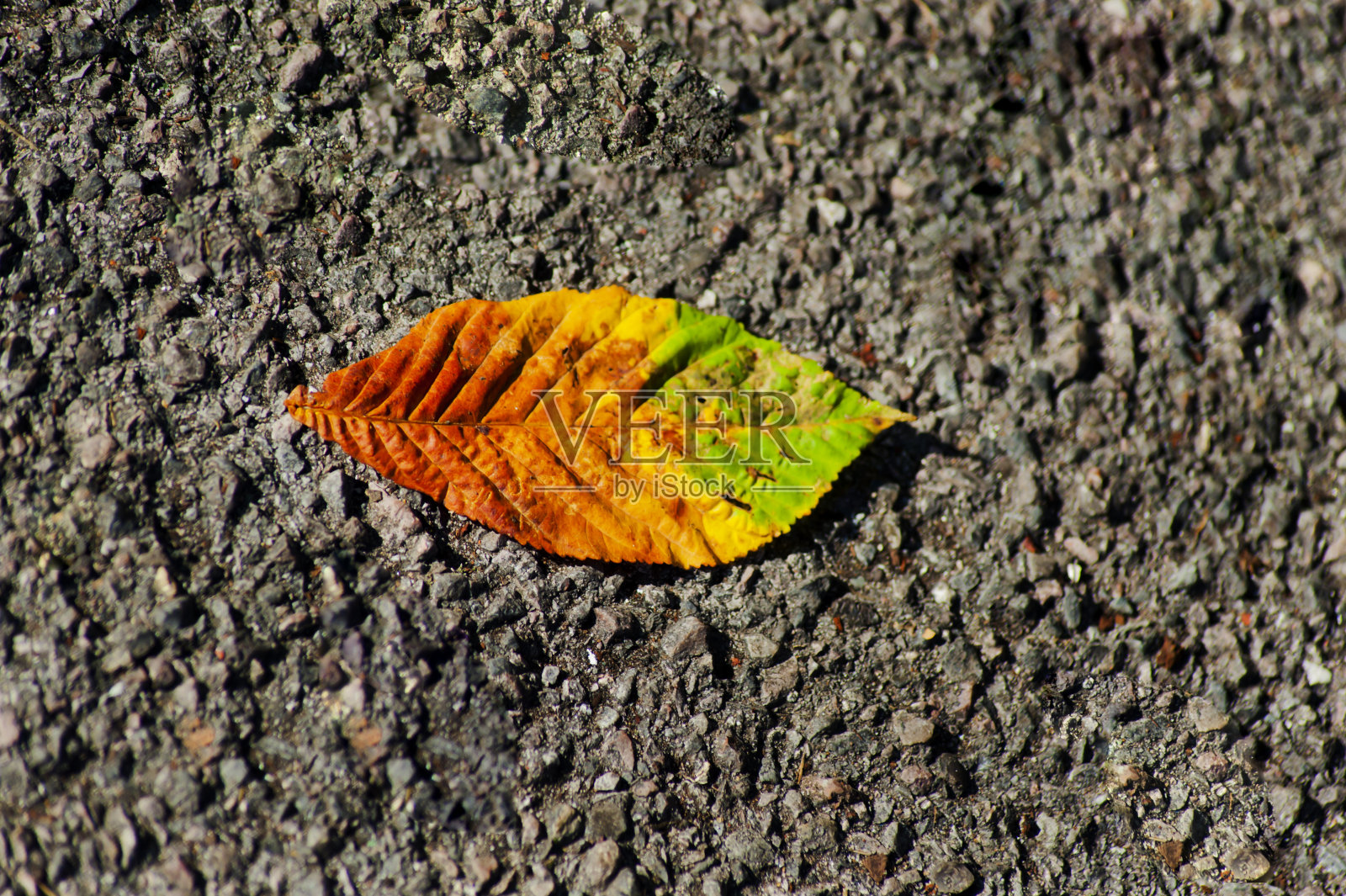 美丽多彩的秋叶-季节照片摄影图片