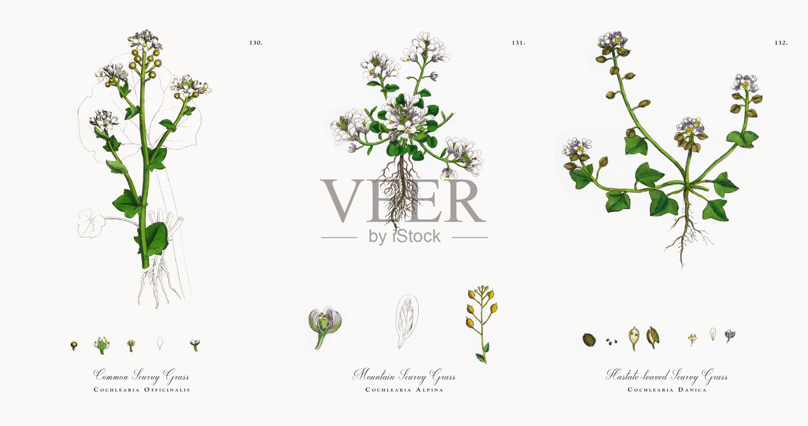 常见的坏血病草，耳蜗，维多利亚植物学插图，1863年设计元素图片