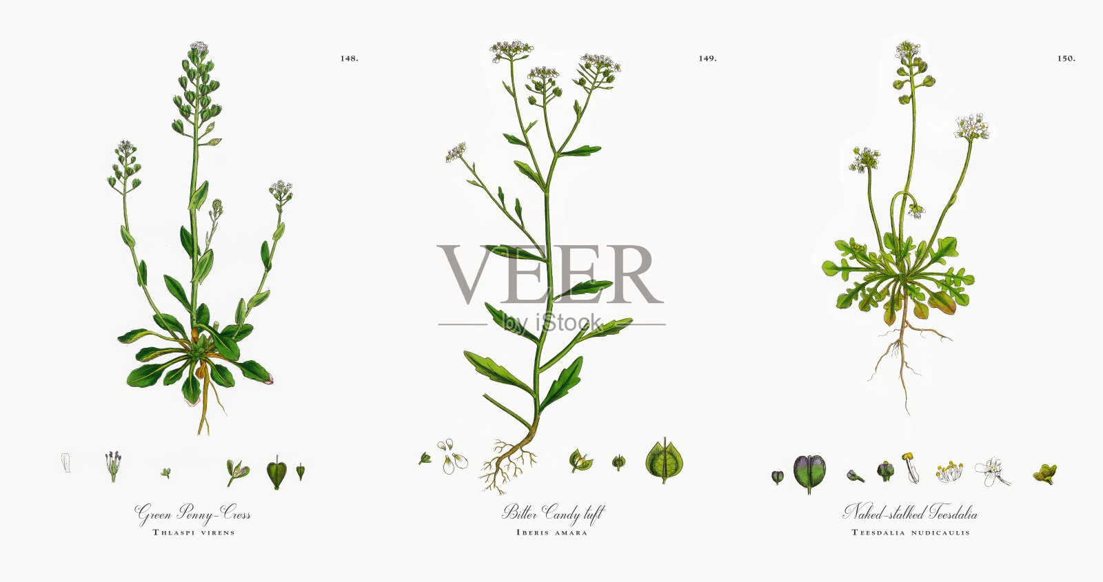 绿色莴苣，Thlaspi virens，维多利亚植物学插图，1863年插画图片素材