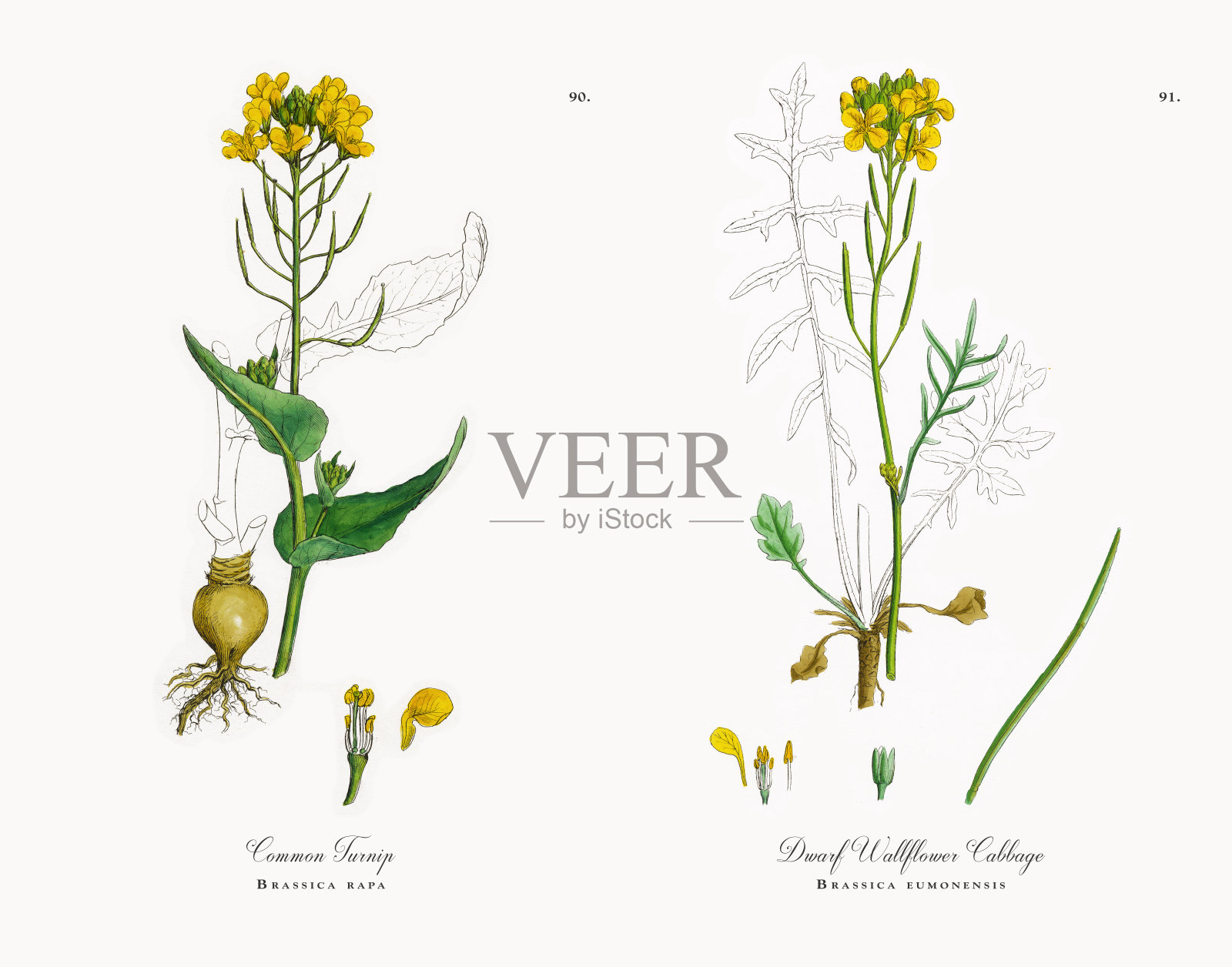 普通萝卜，甘蓝，维多利亚植物学插图，1863年插画图片素材