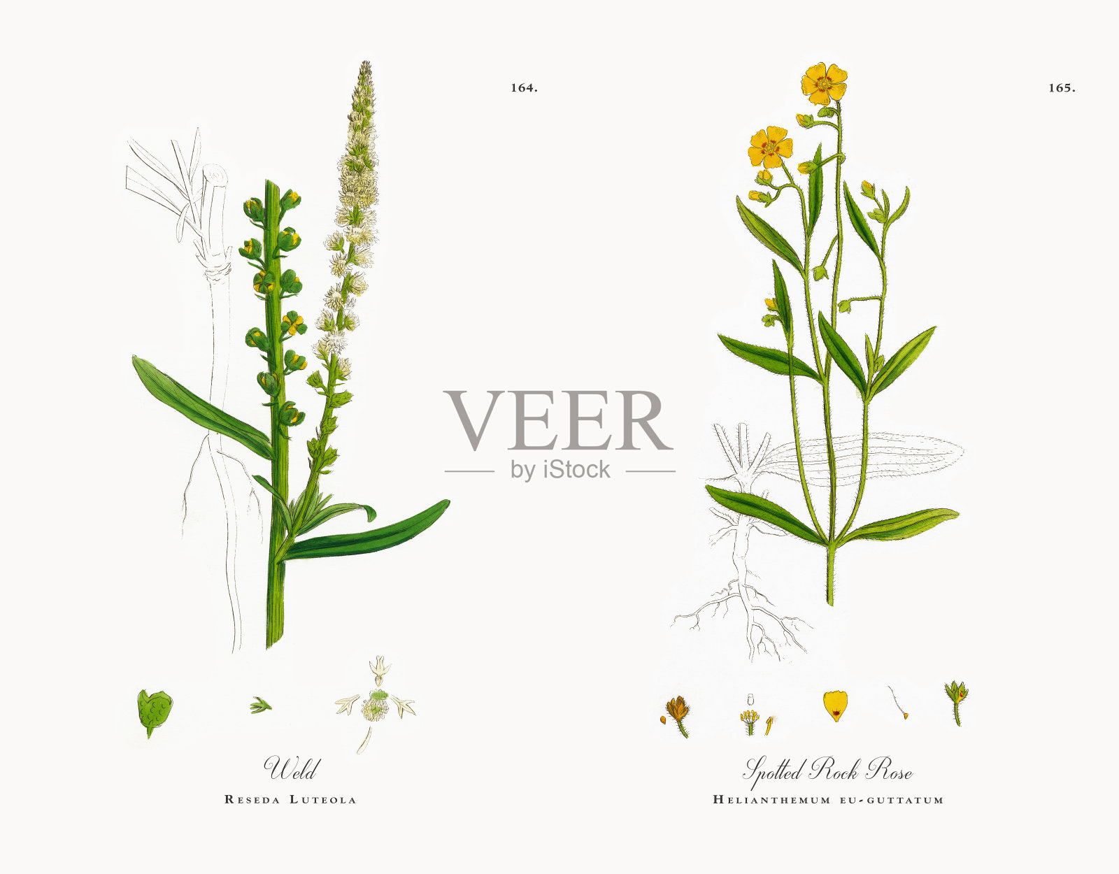 韦尔德，Reseda Luteola，维多利亚植物学插图，1863年设计元素图片
