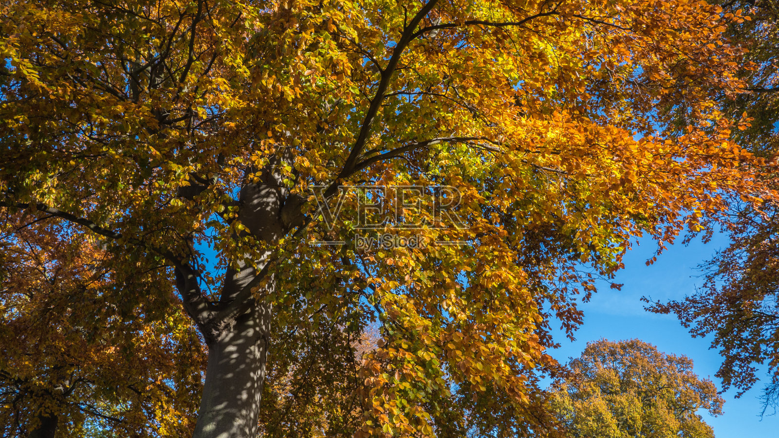 秋天的树照片摄影图片