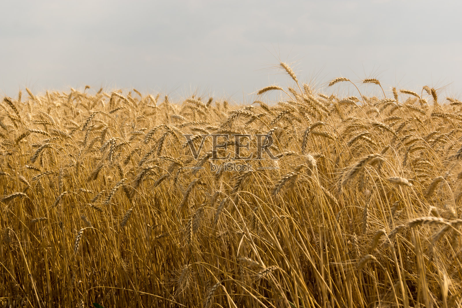 在一个温暖的阳光明媚的日子里麦田里。麦田在他的上方，美丽的天空和明亮的太阳照片摄影图片