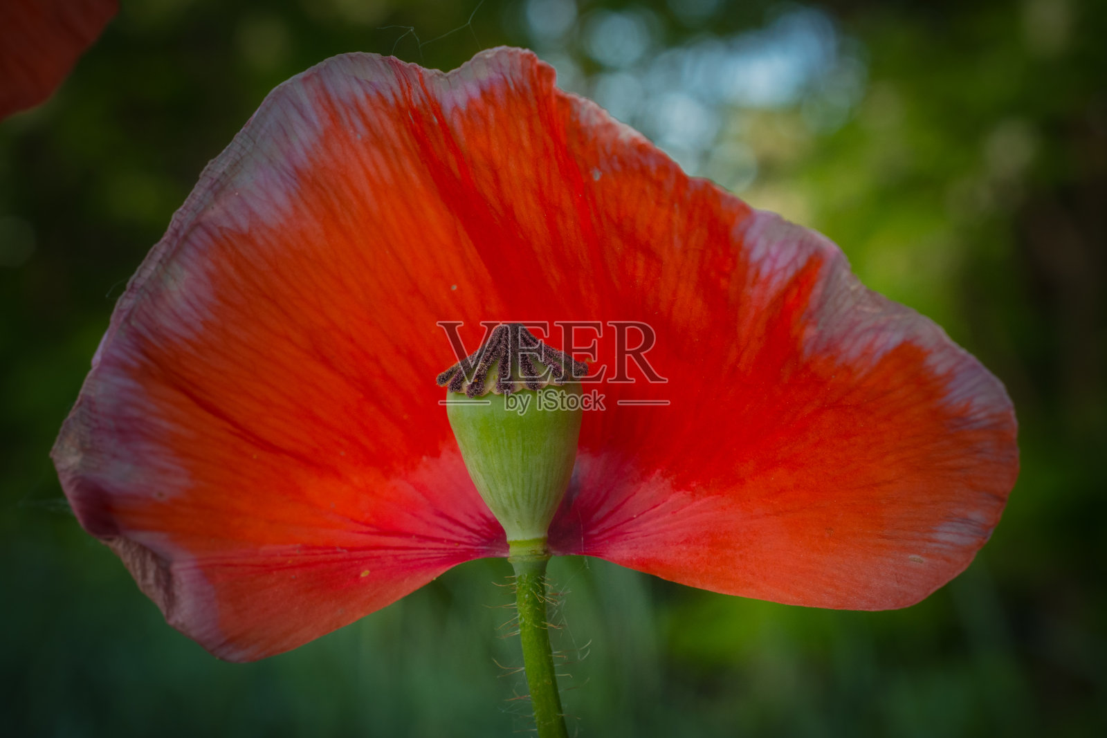 罂粟照片摄影图片