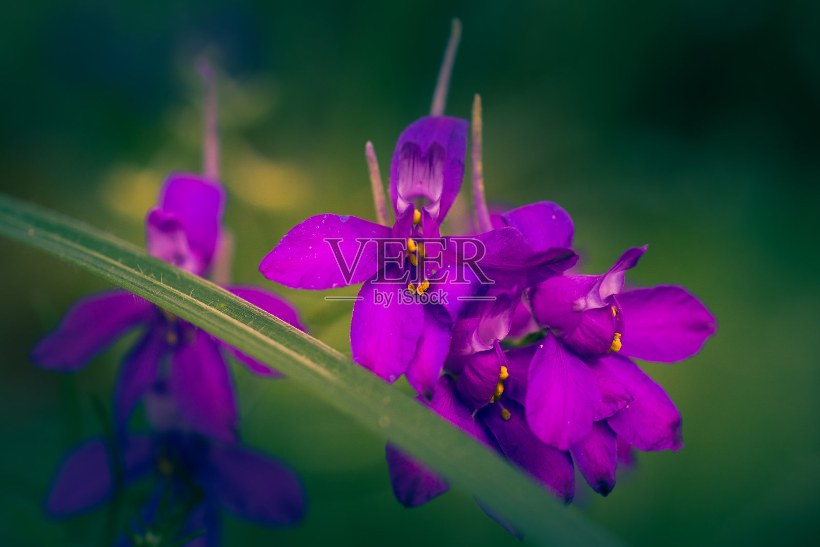 野花照片摄影图片