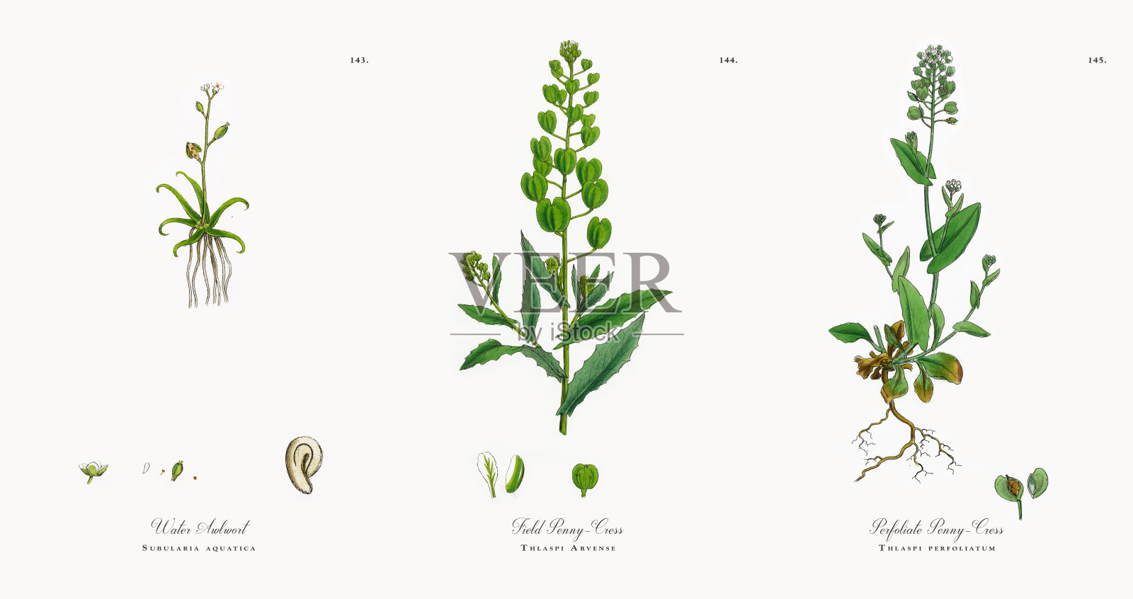 水蕨，水草属，维多利亚植物学插图，1863年插画图片素材