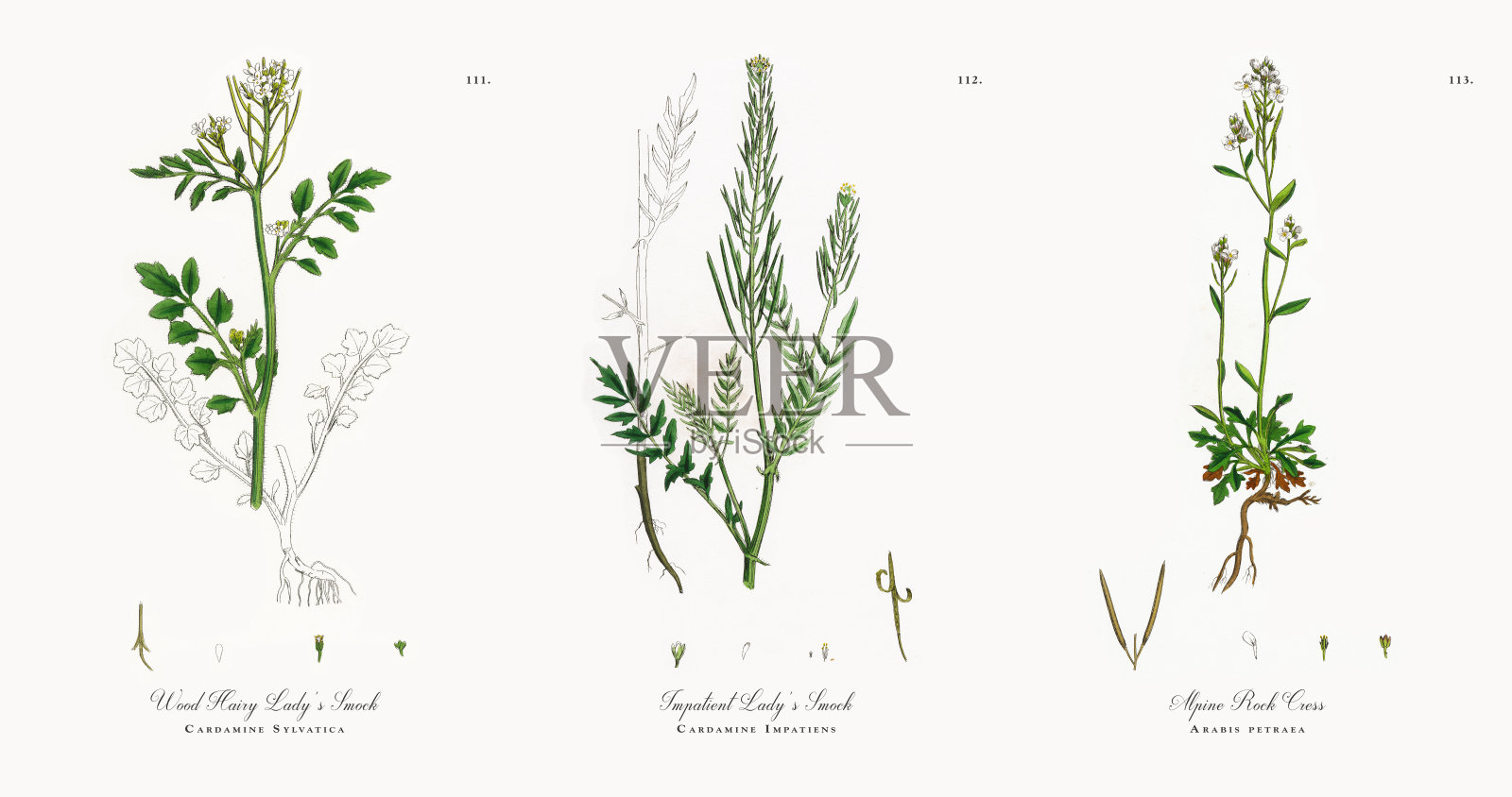 木毛女士的工作服，森林荠，维多利亚植物学插图，1863年插画图片素材