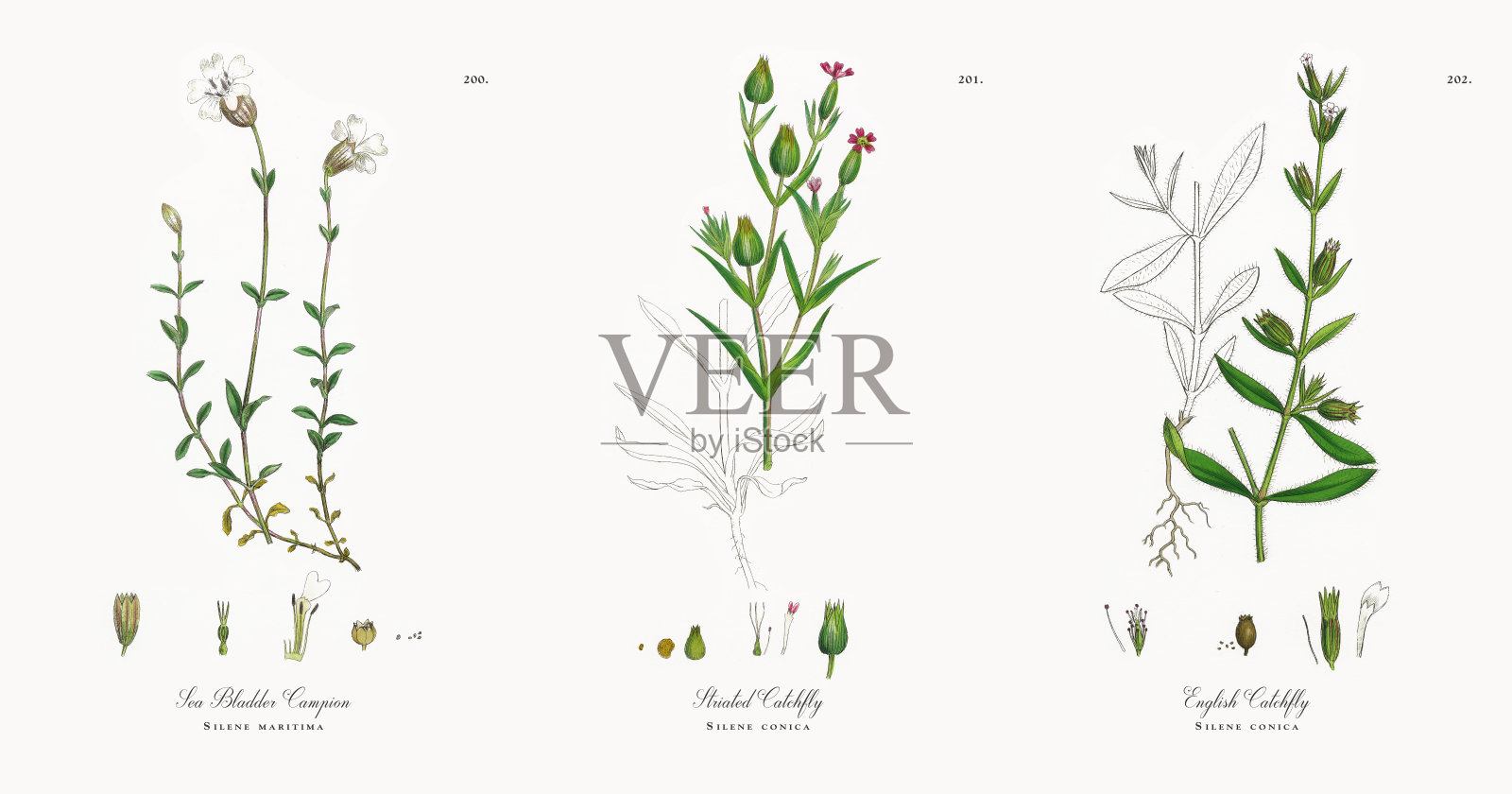 海胆Campion, Silene maritima，维多利亚植物学插图，1863年插画图片素材