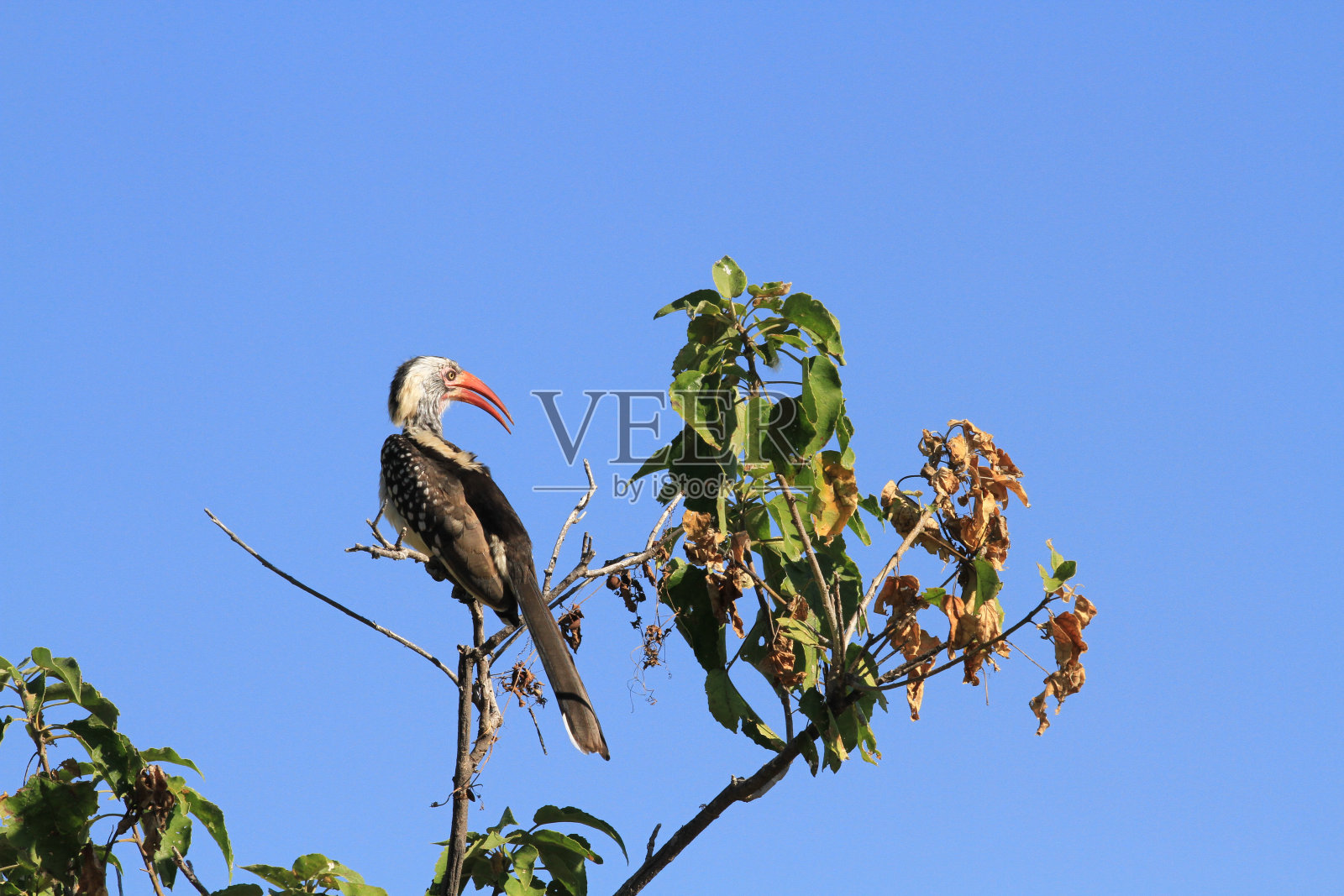 丘比国家公园-博茨瓦纳-第三部分照片摄影图片