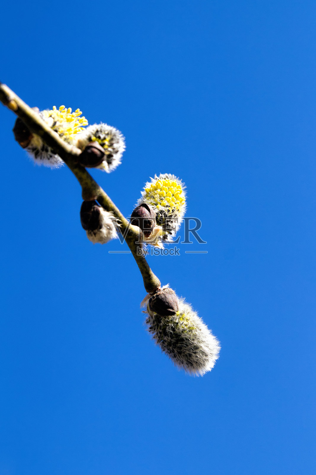 盛开的柳树映着天空照片摄影图片