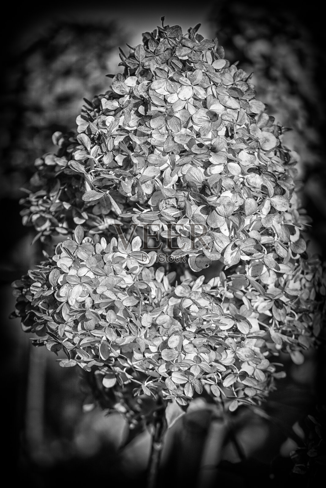 幻灭照片摄影图片