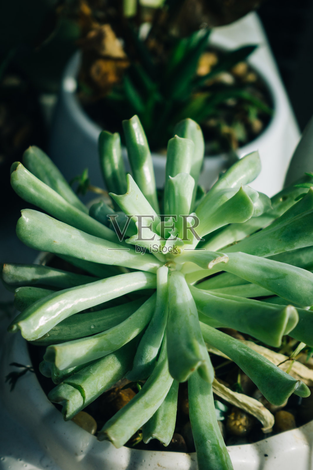 肉质植物在自然阳光下模糊的背景照片摄影图片