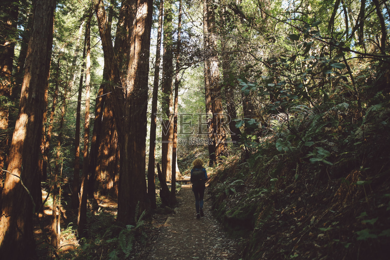 后视图的中年妇女与背包行走在森林照片摄影图片