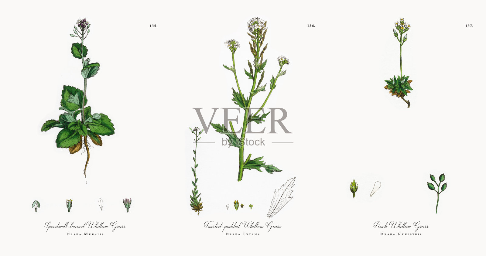 speedwell - leaf Whitlow Grass, Draba Muralis，维多利亚植物学插图，1863年设计元素图片