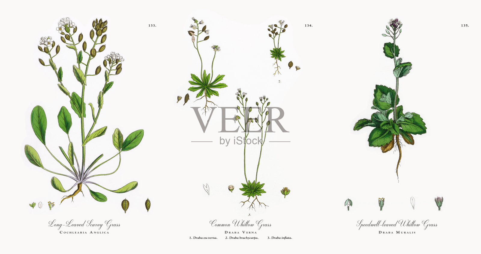 长叶坏血病草，英国菊科，维多利亚植物学插图，1863年设计元素图片