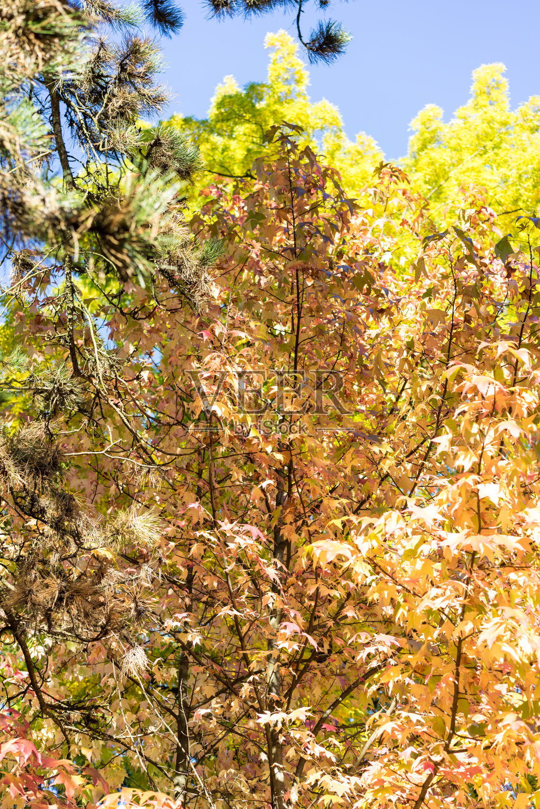 秋天的叶子是红色和黄色的照片摄影图片